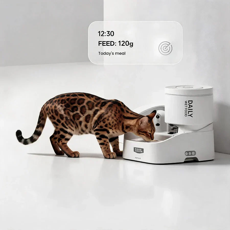 Why Feeding Your Cat on a Regular Schedule Matters